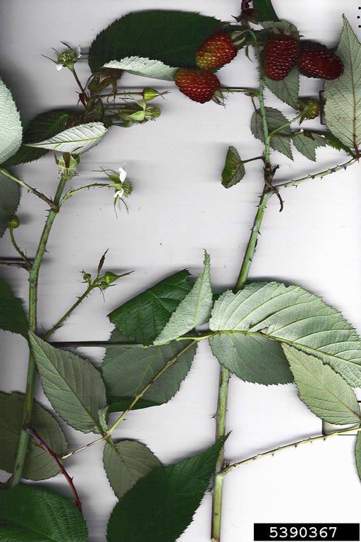 Andes berry (Rubus glaucus Benth.)