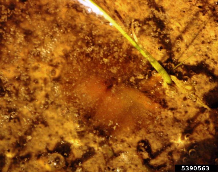 water mold (Achlya spp. ) on rice (Oryza sativa ) 5390563