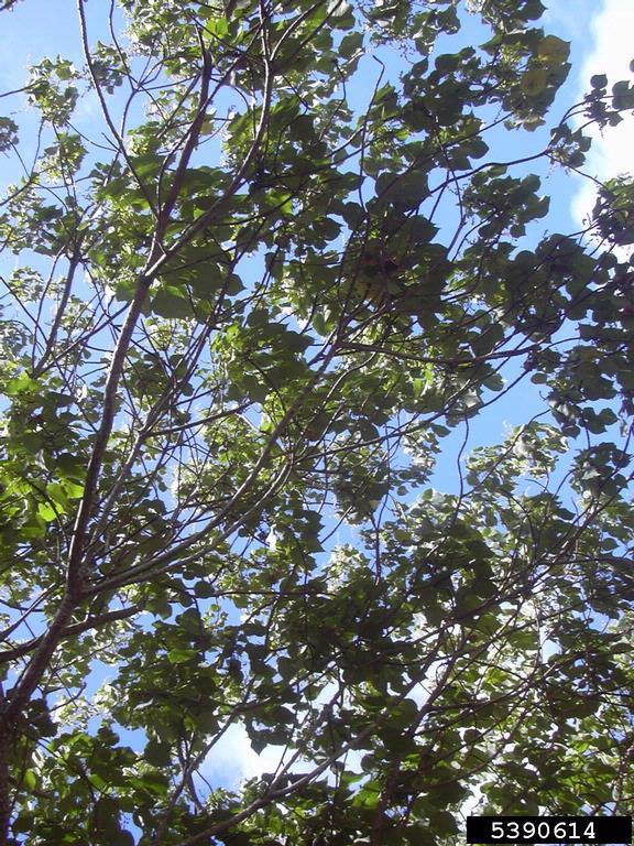 parasol leaf tree (Macaranga tanarius)