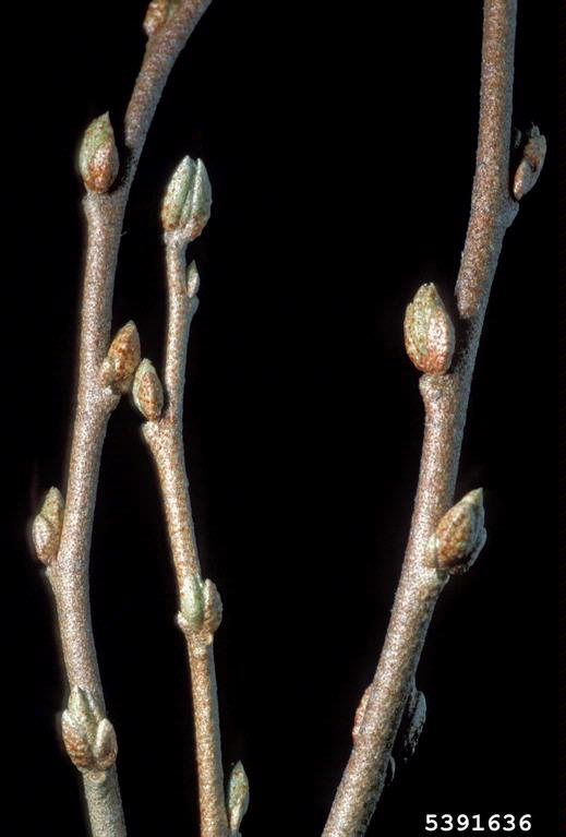 autumn olive (Elaeagnus umbellata)