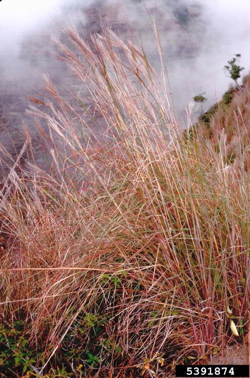 broomsedge bluestem (Andropogon virginicus)