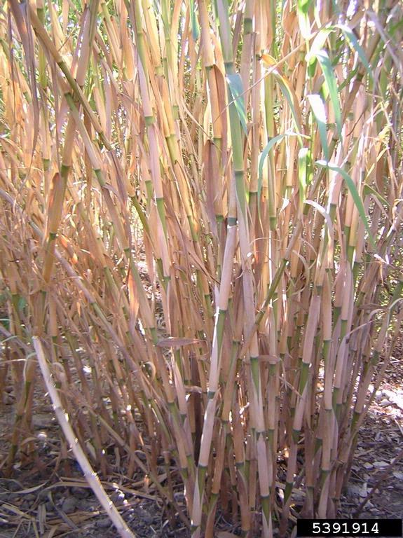 giant reed (Arundo donax)