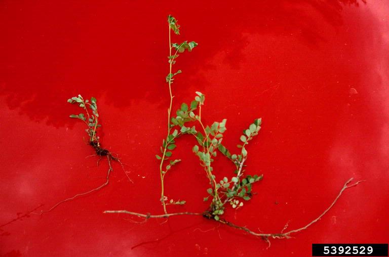 multiflora rose (Rosa multiflora Thunb.)