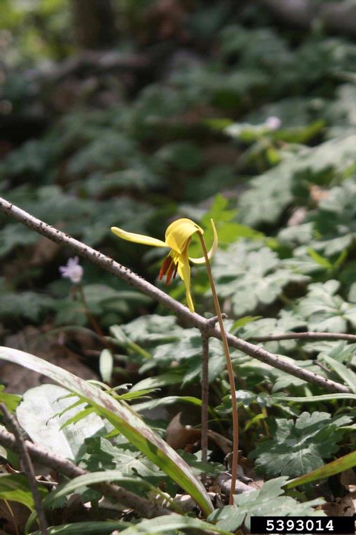 yellow trout lily (Erythronium americanum)