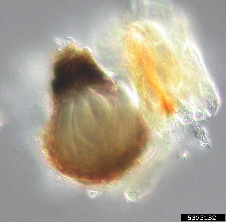 pseudothecium; fresh tissue