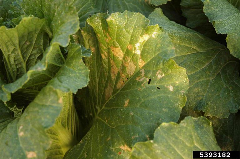 downy mildew (Hyaloperonospora brassicae)