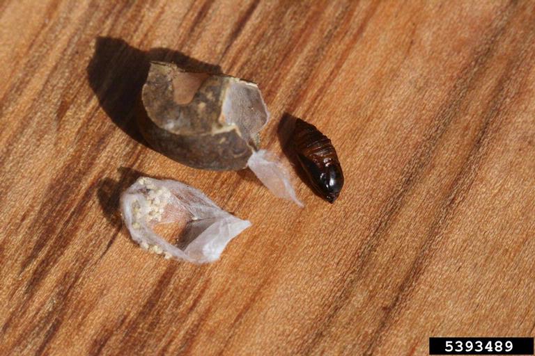 jumping bean moth (Cydia deshaisiana)