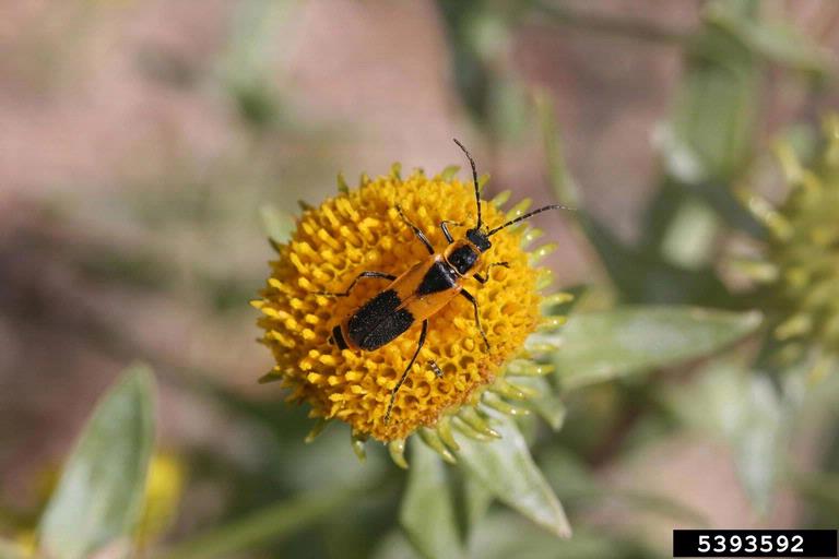 Colorado plains soldier beetle (Chauliognathus basalis)