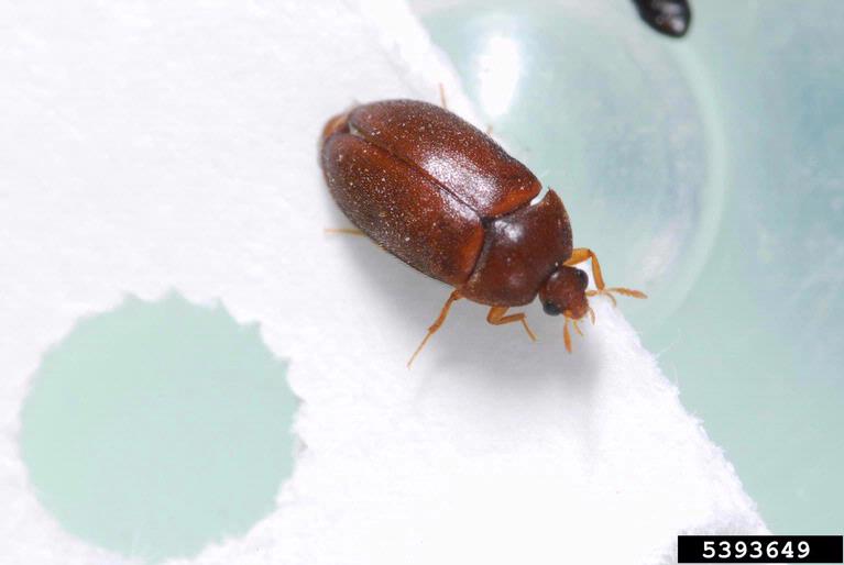 black carpet beetle (Attagenus brunneus)