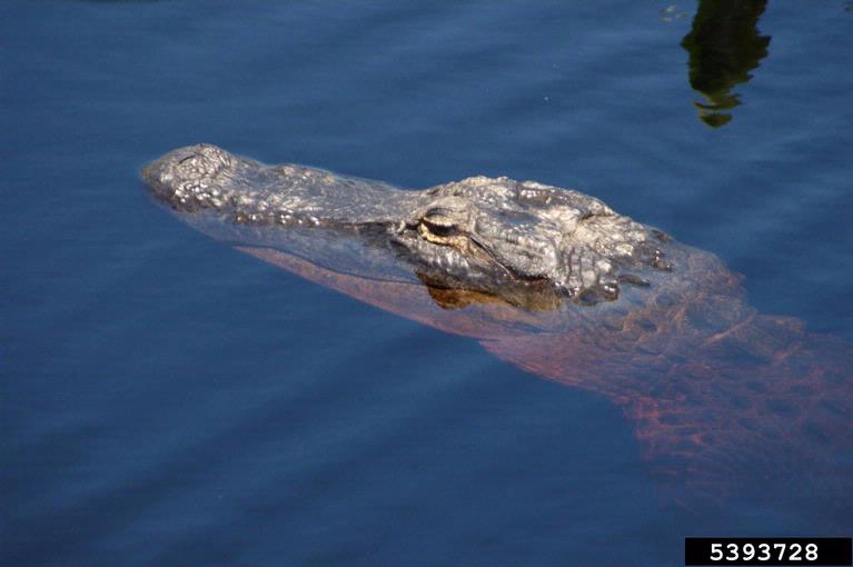 American alligator (Alligator mississippiensis)