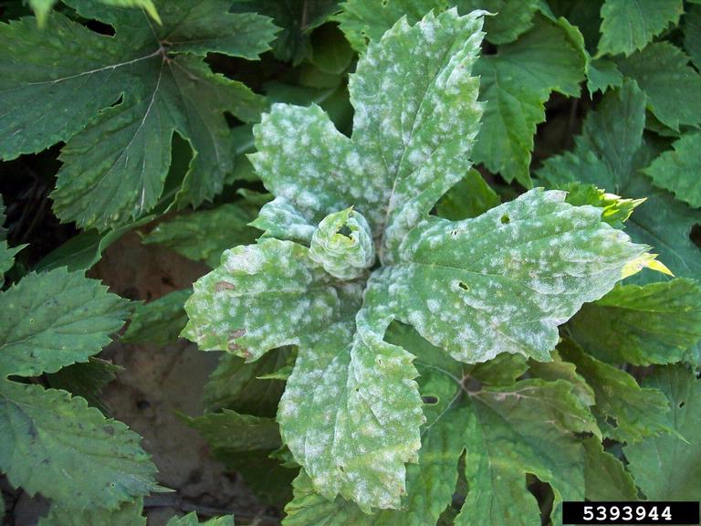 powdery mildew (Podosphaera macularis)