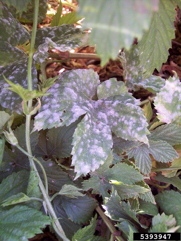 powdery mildew (Podosphaera macularis)