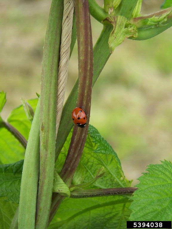 lady beetles (family Coccinellidae) (Family Coccinellidae)