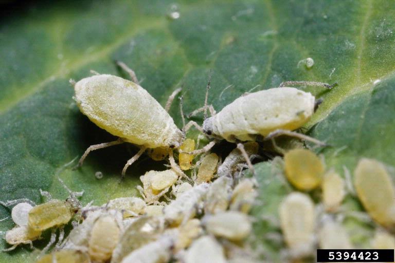 Taterian honeysuckle aphid (Hyadaphis tataricae (Aizenberg, 1935))