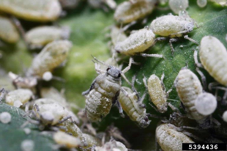 Taterian honeysuckle aphid (Hyadaphis tataricae)