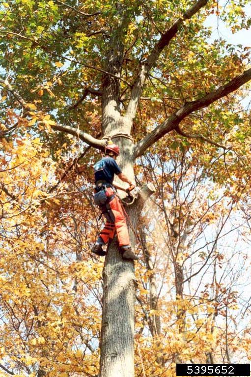 pruning (general) pruning (general)