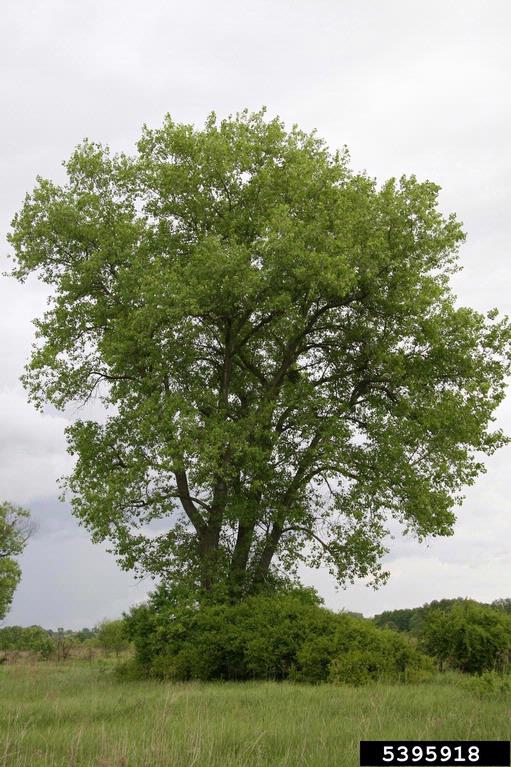 Carolina poplar (Populus x canadensis)