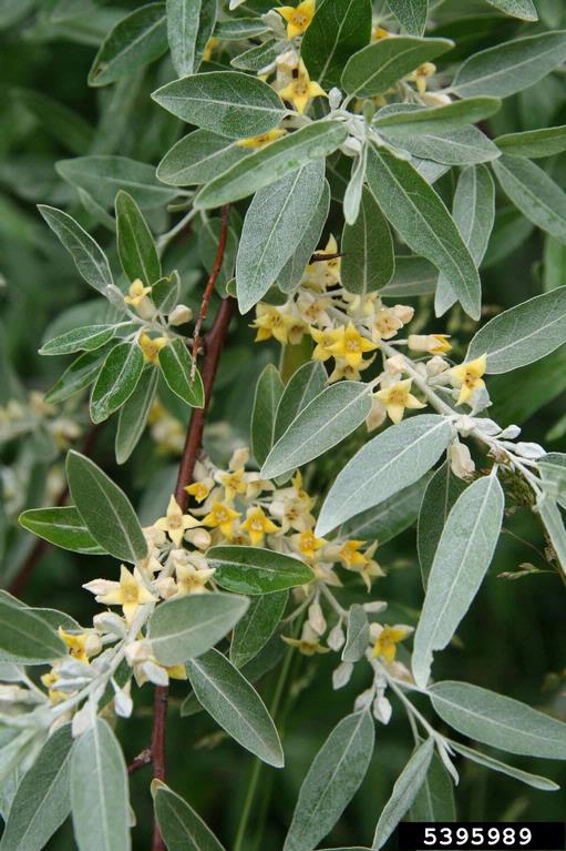 Russian olive (Elaeagnus angustifolia)