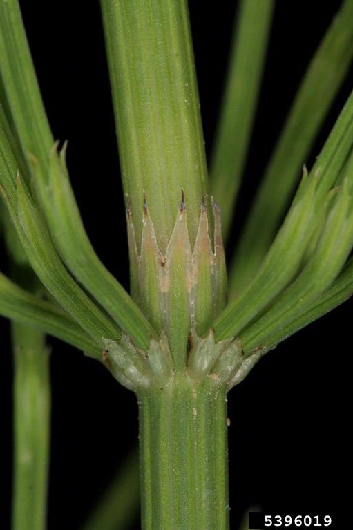 field horsetail (Equisetum arvense)