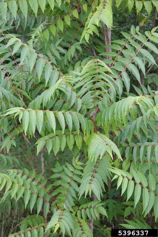 treeofheaven (Ailanthus altissima)
