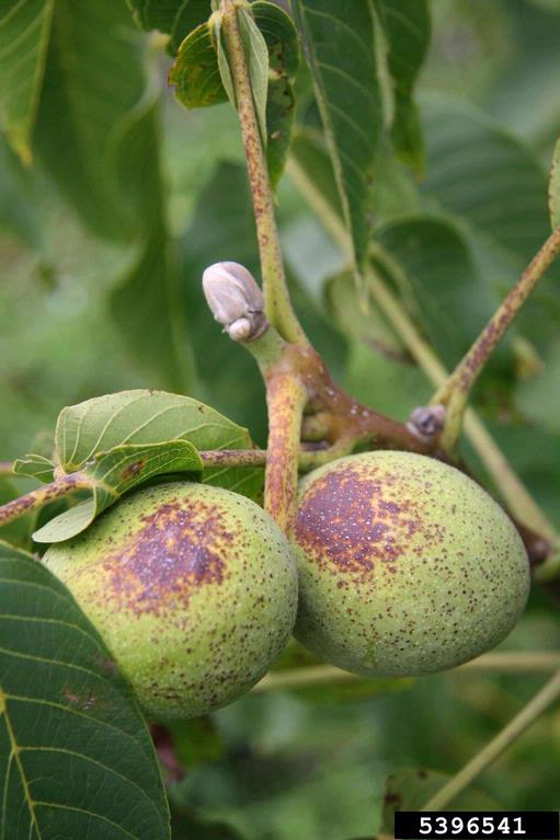 English walnut (Juglans regia)