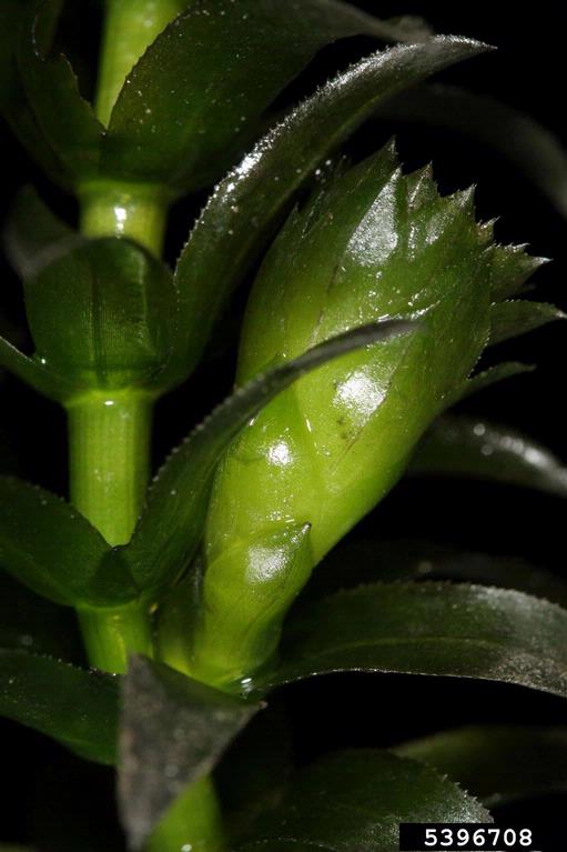 Fruit