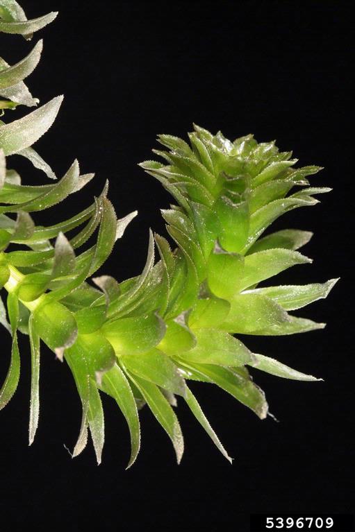 Foliage