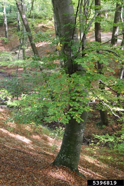 European beech, Fagus sylvatica (Fagales: Fagaceae) - 5396819