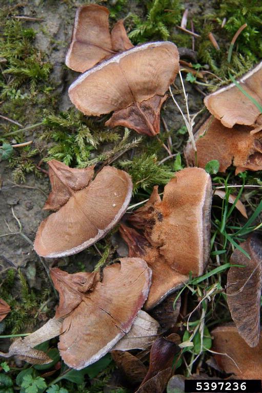 Atlas cedar (Cedrus atlantica)