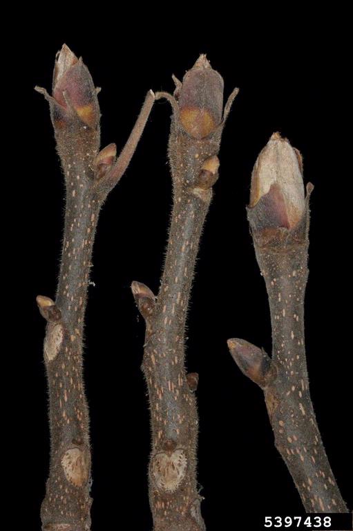 shagbark hickory, Carya ovata (Juglandales Juglandaceae) 5397438