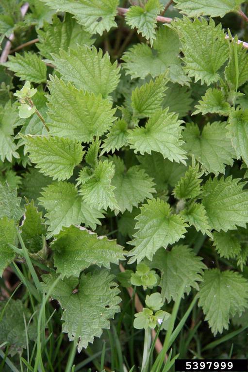 European stinging nettle (Urtica dioica ssp. dioica)