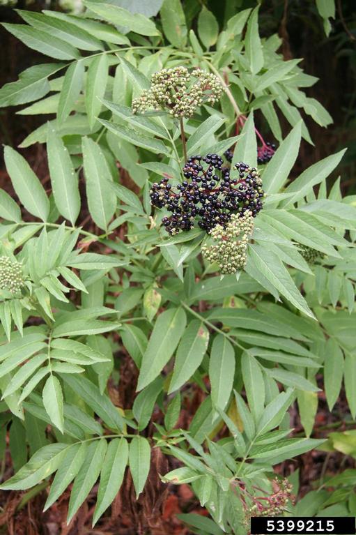 dwarf elderberry (Sambucus ebulus)