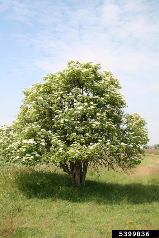 common elderberry (Sambucus nigra L.)