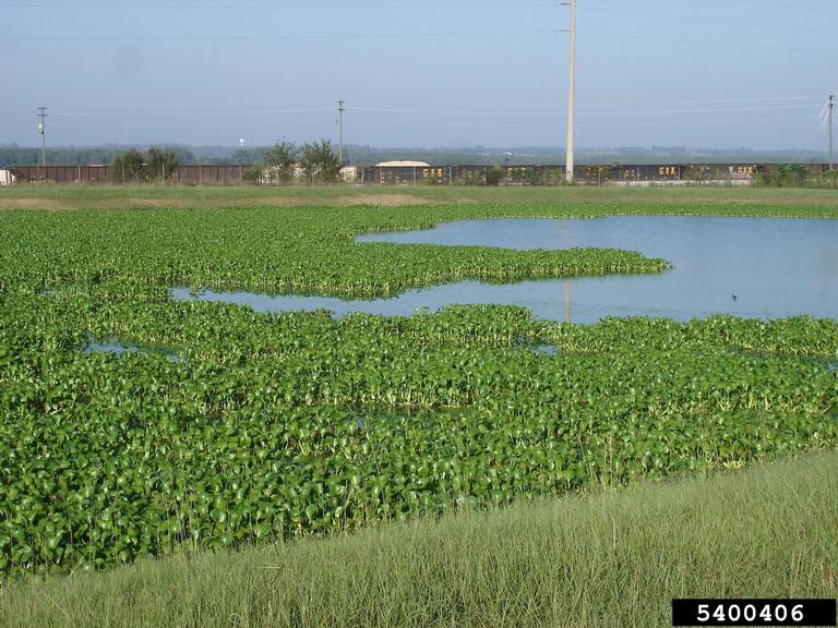 common water hyacinth (Eichhornia crassipes)