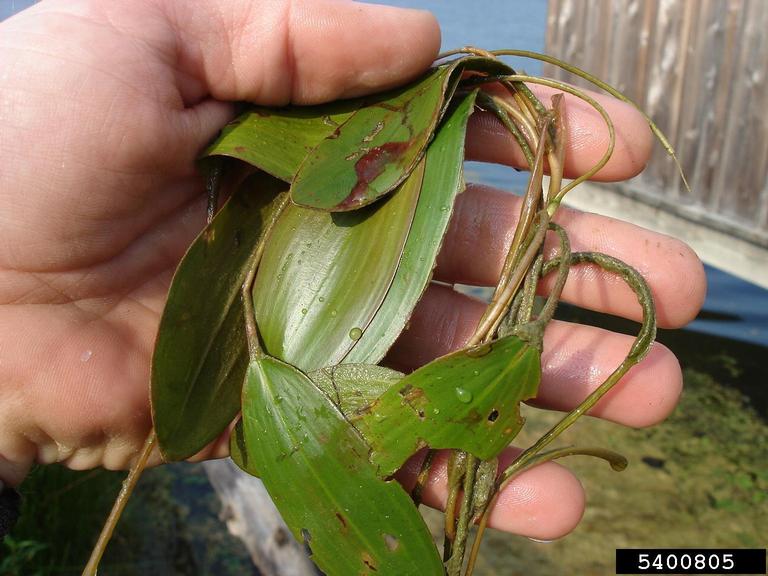 American pondweed (Potamogeton nodosus)