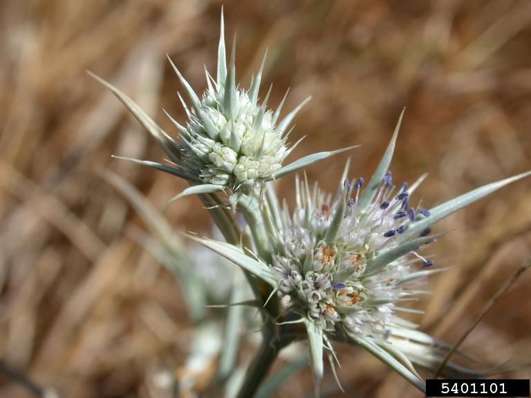 California eryngo (Eryngium aristulatum)