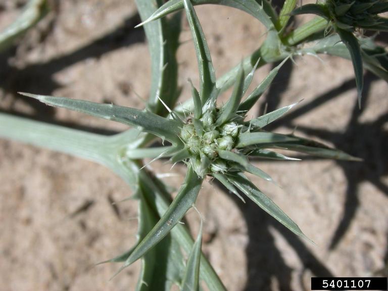 coyotethistle (Eryngium vaseyi)