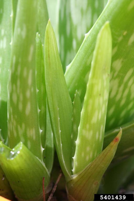 ingrams aloe vera
