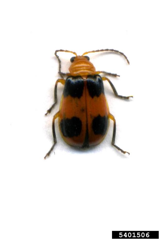 pumpkin beetle (Aulacophora hilaris)