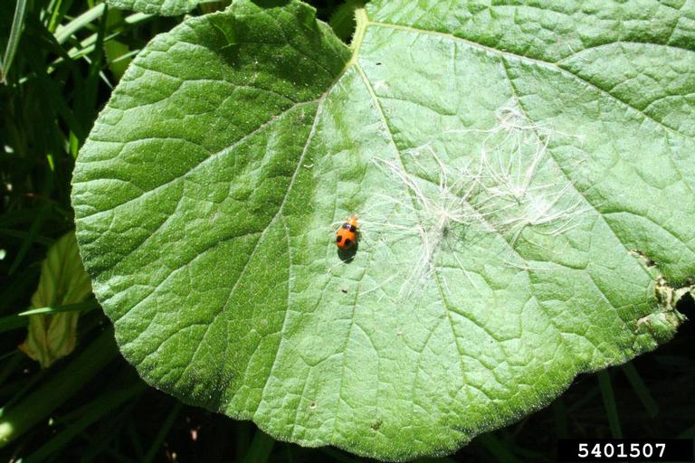 pumpkin beetle (Aulacophora hilaris)