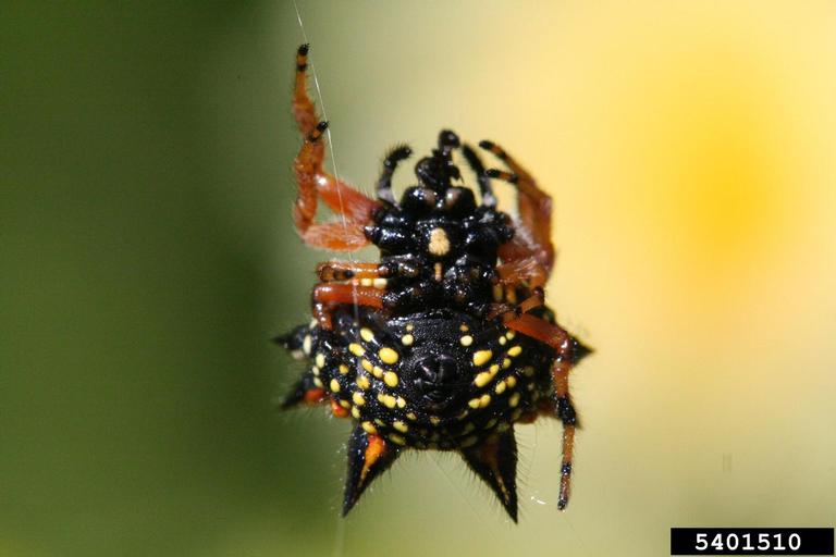 spider (Austracantha minax)