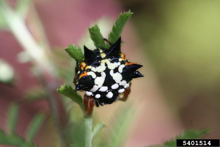 spider (Austracantha minax)
