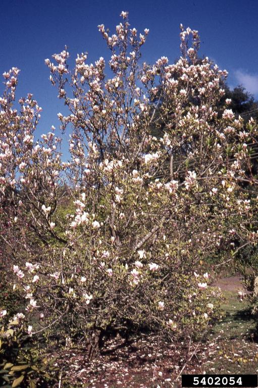 saucer magnolia (Magnolia x soulangeana)