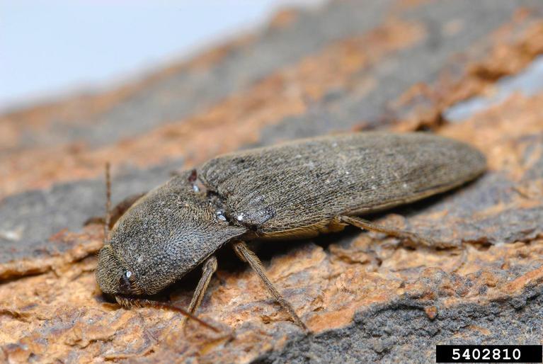 Wireworms on corn Bugwoodwiki