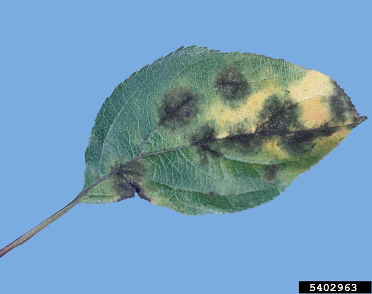 apple scab (<em>Venturia inaequalis</em>) symptoms