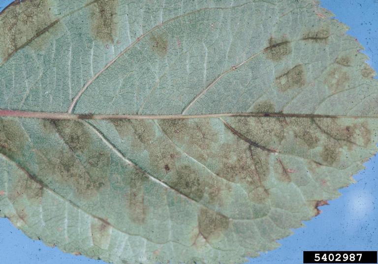 apple scab (<em>Venturia inaequalis</em>) symptoms