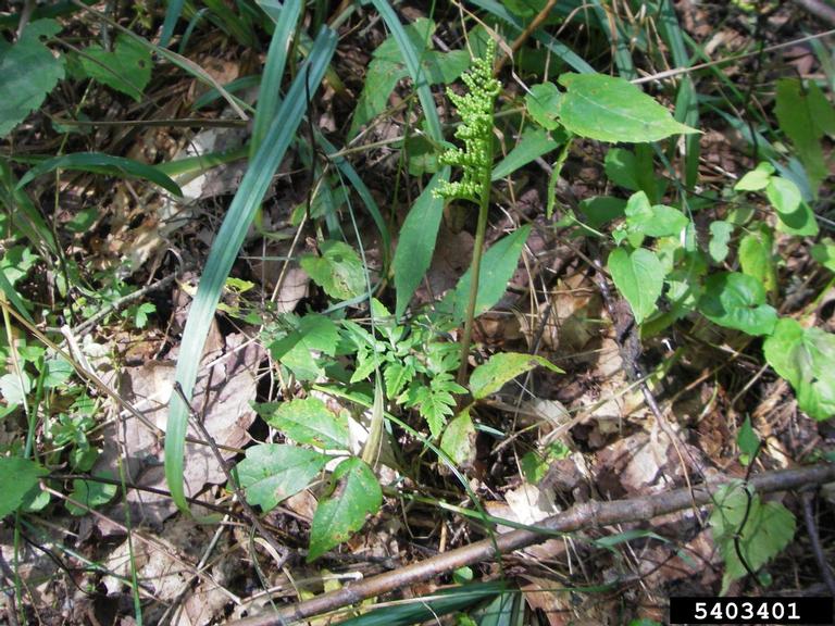 Cut leaved Grape Fern Botrychium Dissectum Ophioglossales 