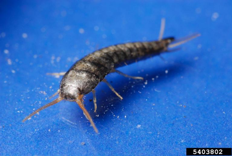 small blue silverfish (Lepisma saccharina)