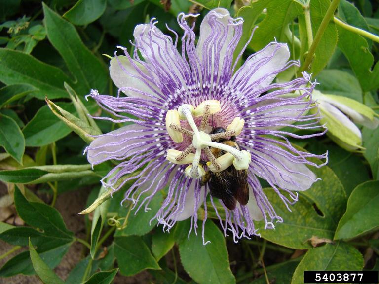 maypop passionflower, Passiflora incarnata (Violales Passifloraceae