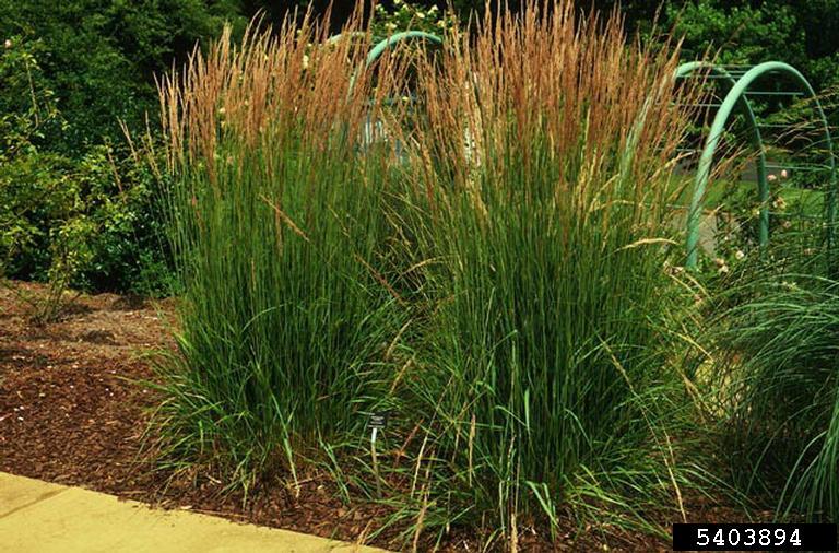 feather reed grass (Calamagrostis x acutiflora)